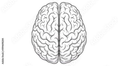 An illustration of a human brain with detailed folds and crevices on its surface