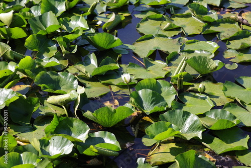 Joli fleur de lotus au milieu des nénuphars