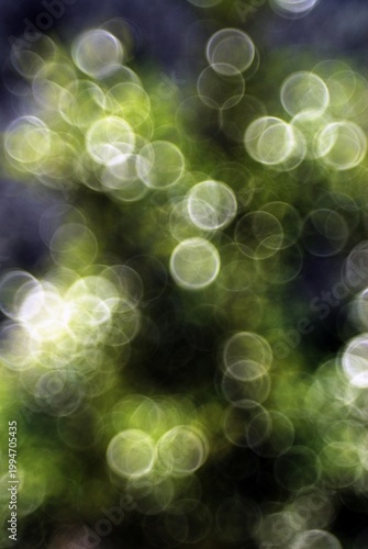 Bright spheres of early spring in Italy,April 17,2026.