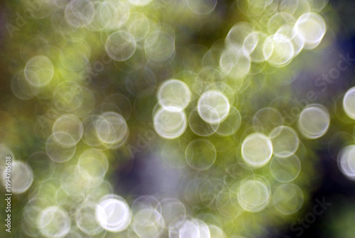 Bright spheres of early spring in Italy,April 17,2026.