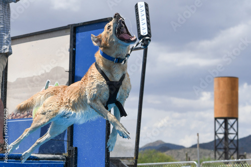 Photography Labrador retriever about to grab a toy in the air