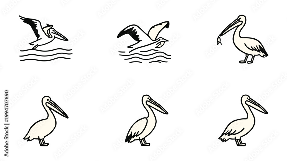 Fototapeta premium Pelican sketches: A set of delicate line art illustrations capturing pelicans in various poses, showcasing their unique features and graceful movements.