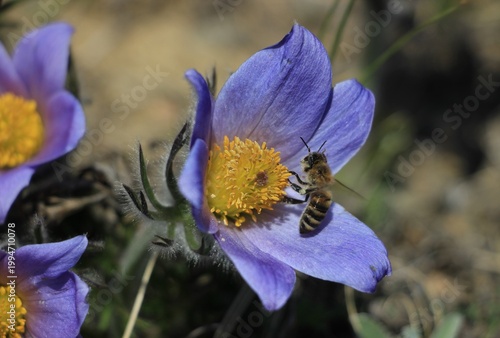 Pulsatílla Siberian Snowdrop