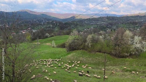 Flock of sheep descending and grazing on rolling green hills in the Subcarpathian region of Romania, with forests awakening in early spring and blossoming trees dotting the landscape.