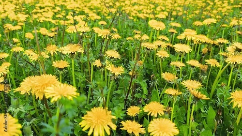 A high-angle, detailed shot of a field filled with common dandelions (Taraxacum officinale) in full bloom during springtime  the image highlights the bright yellow flower heads and fresh green foliage
