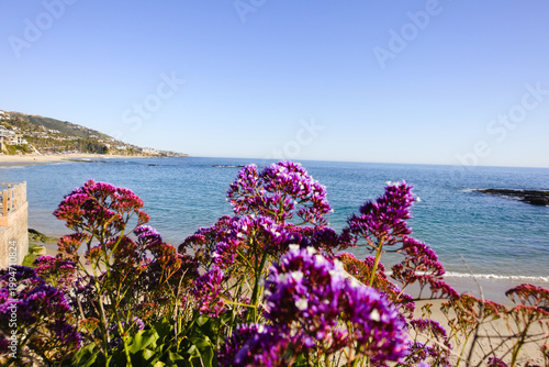 Purple coastal flowers overlooking Laguna Beach California shoreline