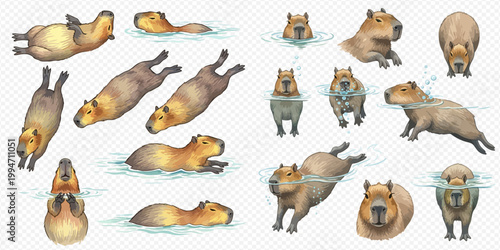 Capybara swimming and floating in water, a collection of adorable rodent illustrations.