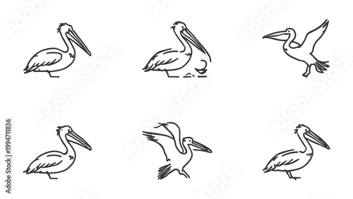 Foto Pelican Sketch Collection: A collection of simple, elegant sketches showcasing the grace of pelicans in various poses, perfect for minimalist designs and artistic projects