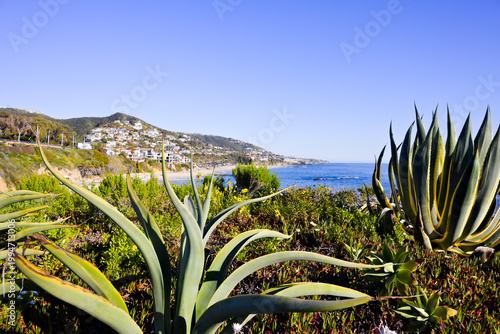 Agave plants overlooking Laguna Beach California coastline