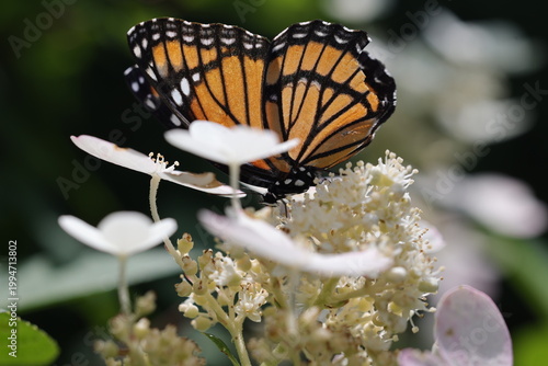 Magnifique papillon le Vice-roi qui butine des fleurs, vue de côté