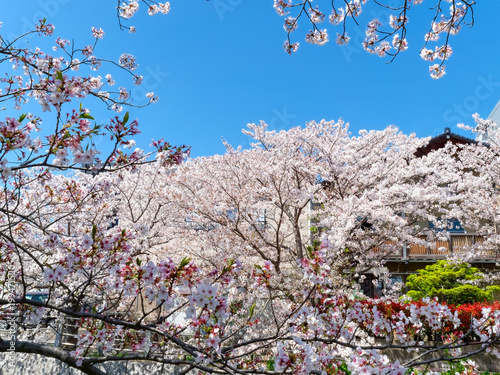 Cherry blossom trees in full bloom