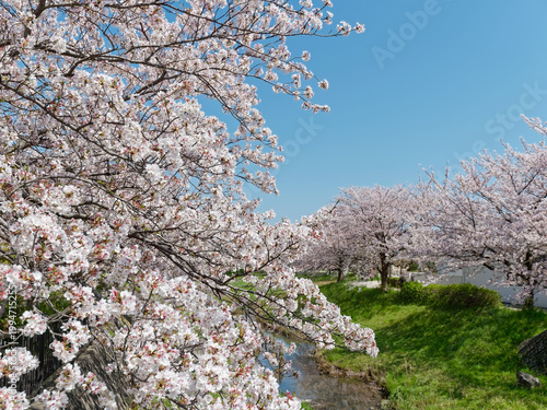 Cherry blossom trees in full bloom