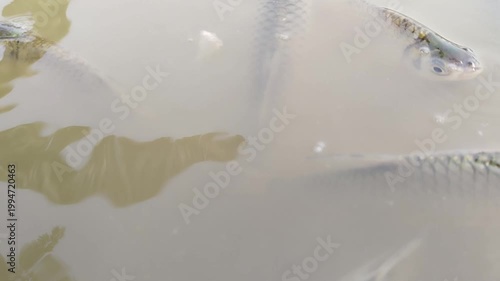 fish in water