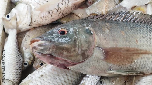 fish in water