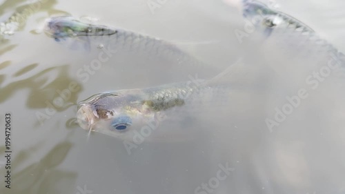 fish in water