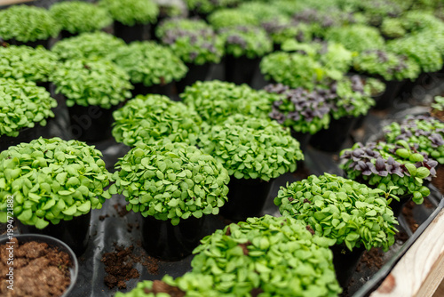 Young basil microgreens growing in a greenhouse