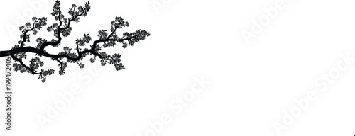 Black and white silhouette of a cherry blossom tree branch with detailed flowers and leaves isolated on a white background vector.