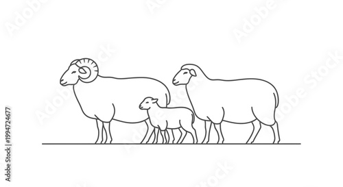 Ram, Sheep, and Lamb Line Art Illustration: Family Portrait