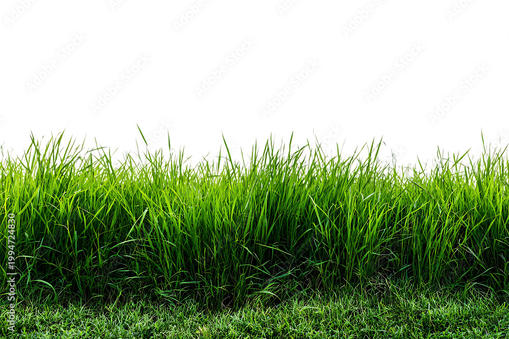 Obraz premium Green grass isolated on transparent background