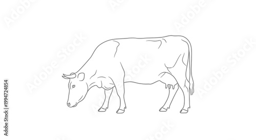 Simple line drawing of a cow grazing on a white background