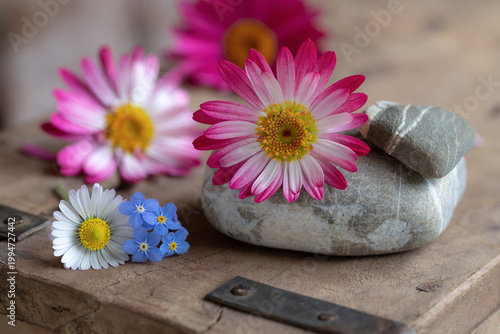 Spring flowers and pebbles on old wood - Close-up