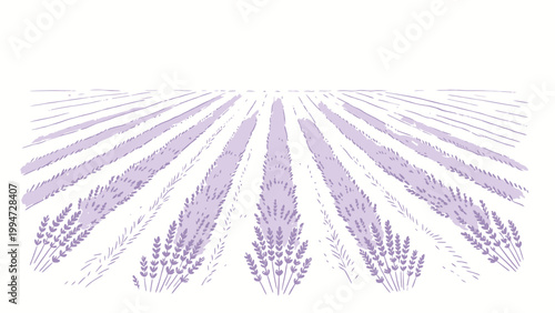Minimalist Watercolor Illustration of a Perspective View of Blooming Lavender Rows in a Country Field, Soft Pastel Purple Tones on Clean White Background