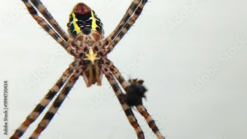 spider on a leaf