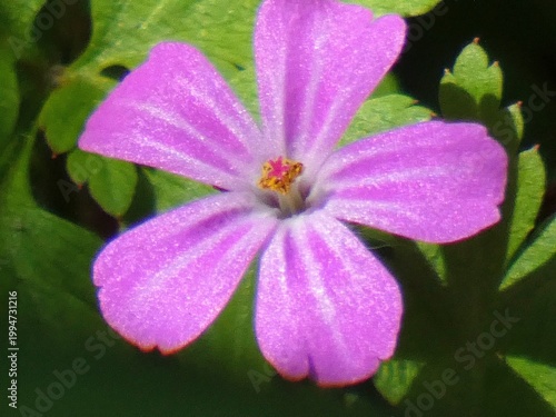 Photography Close up of a herb robert flower