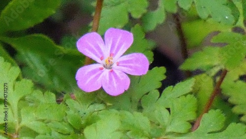 A herb robert flower surrounded by green vegetation
