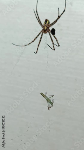 spider on a web