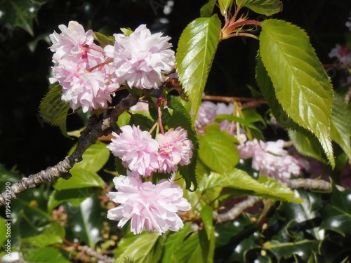 Cherry blossom in a spring garden