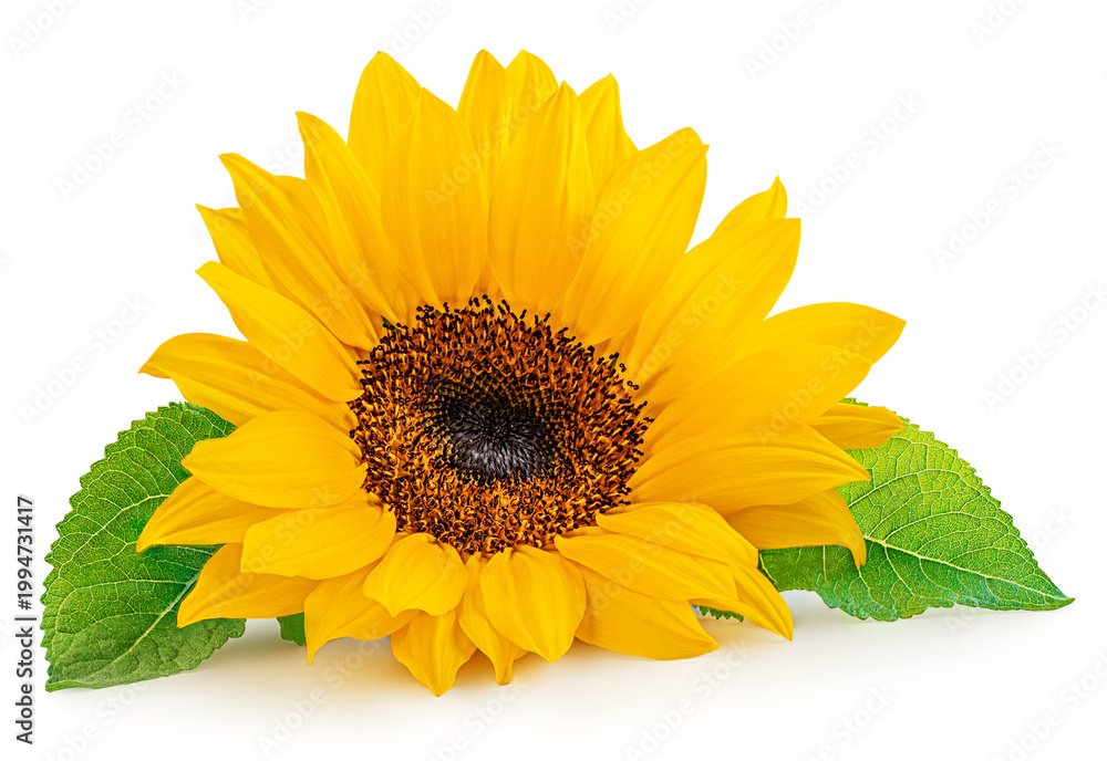Obraz premium Sunflower flower isolated on a white background. Yellow Sunflower blossom. Sun flower with green leaves