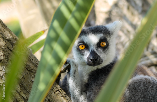 Obraz na płótnie Cache cache avec le lemur catta