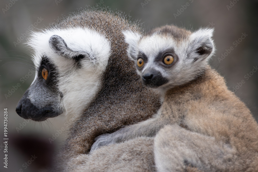 Fototapeta premium Madagascar mother and baby