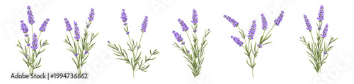 Set of lavender flowers elements. Collection of lavender flowers on a white background. Vector illustration bundle.