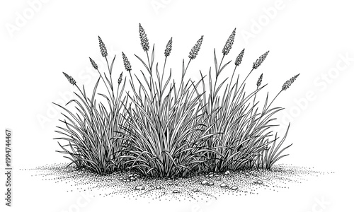 Wild grass field plants vector botanical illustration of tall meadow herbage.