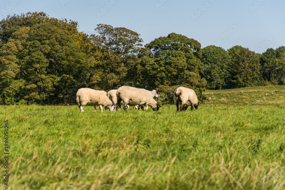 Fototapeta premium Sheep Grazing at the Ancient Avebury Stone Circle Neolithic Landmark in England 