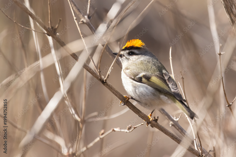 Fototapeta premium golden-crowned kinglet (Regulus satrapa) in spring