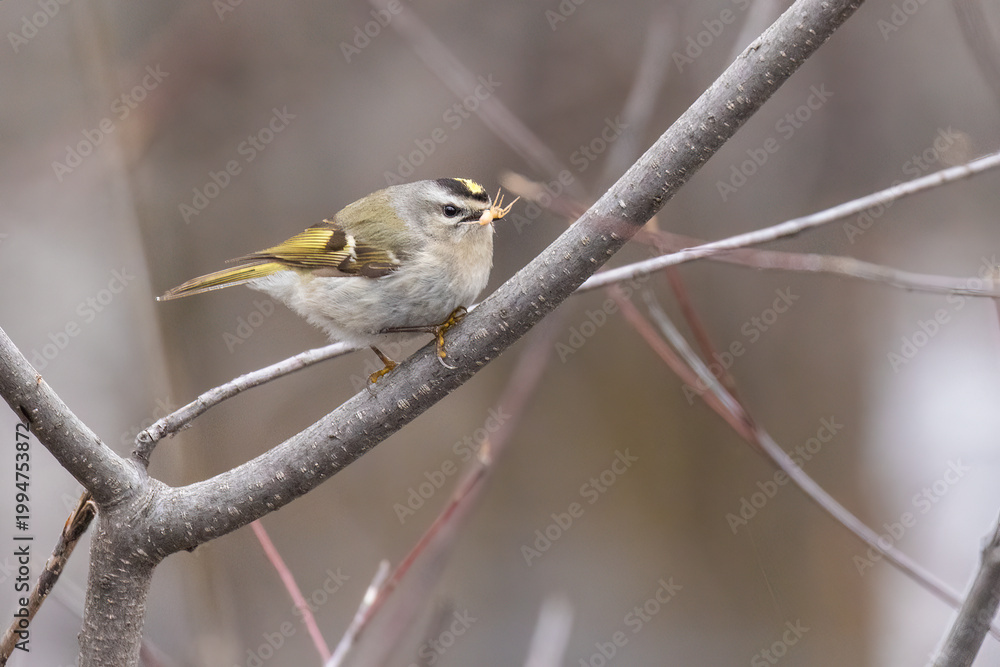 Obraz premium golden-crowned kinglet (Regulus satrapa) feeding with spiders 