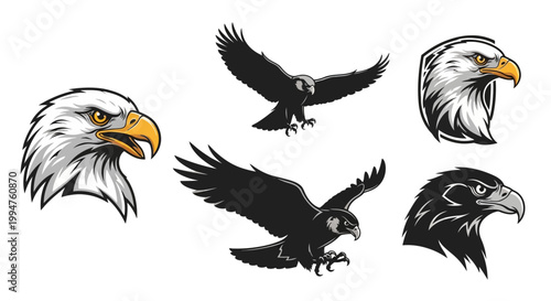 Collection of eagle and bird of prey illustrations