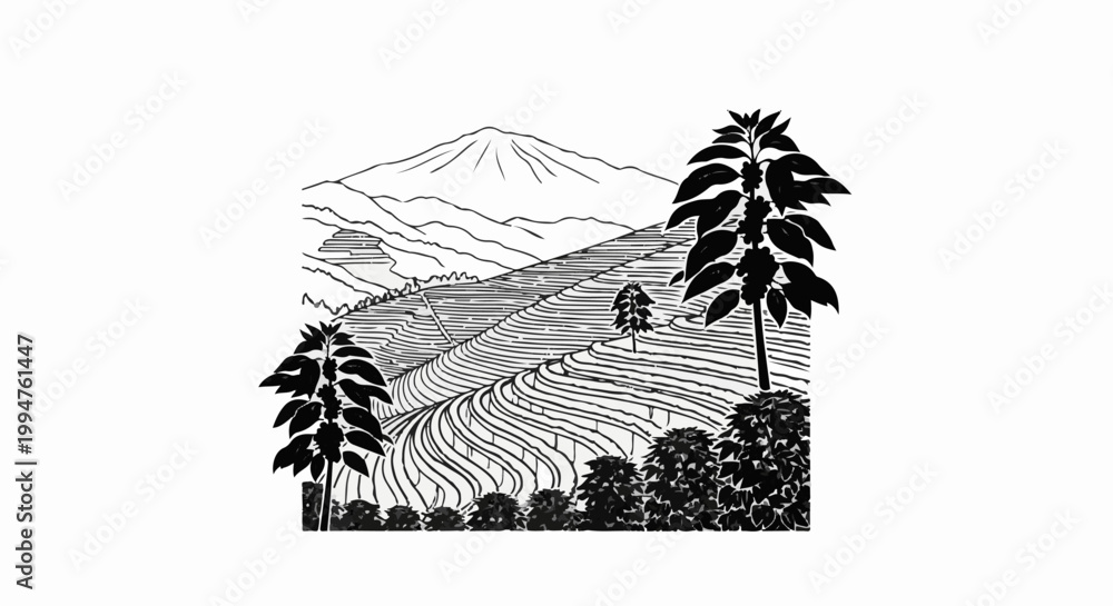 Naklejka premium Lush, stepped agricultural terraces rise towards a distant, snow-capped mountain peak
