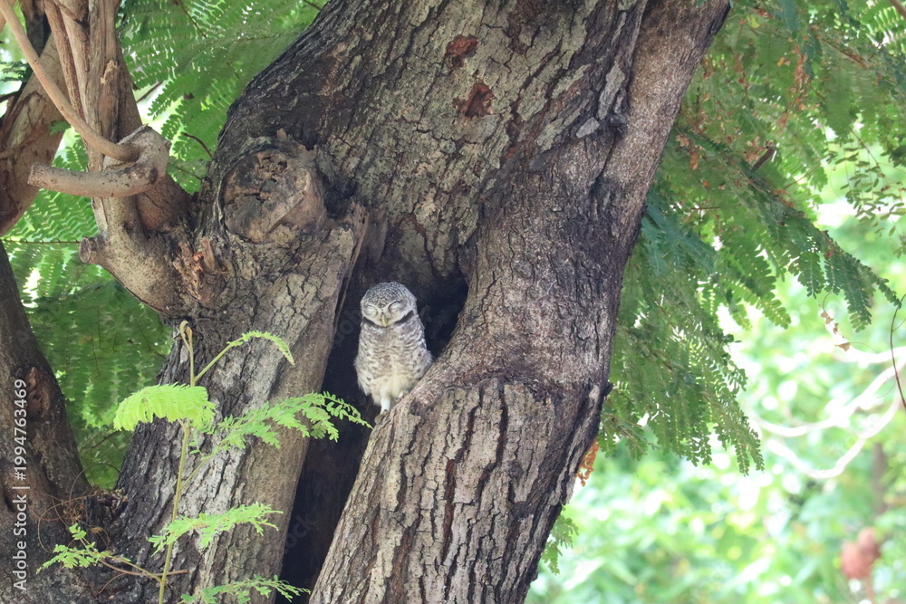Fototapeta premium Wise Owl's Secret Hideaway: The image features a wise owl peeking from its secret hideaway within a tree, surrounded by lush green foliage, a moment of tranquil observation.