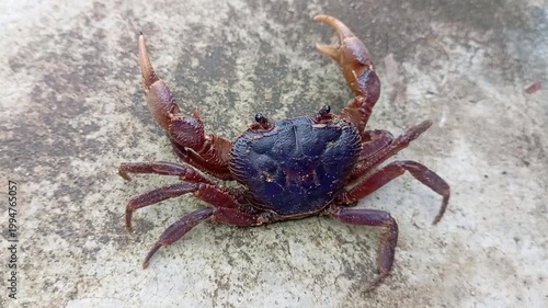A bright purple freshwater crab on a textured concrete surface.
