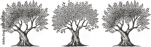 Hand drawn sketch style olive trees set