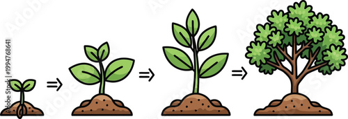 Plant growth stages from seed to mature tree, illustrating development and life cycle