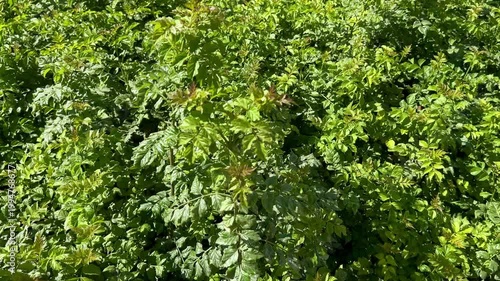 Tree leaves in the garden 