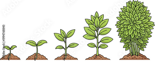 Plant growth stages from seedling to mature bush depicted in a simple, clean vector illustration