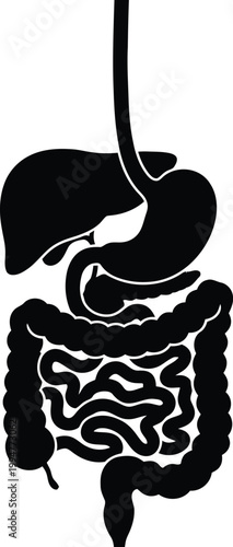 Human digestive system, major organs including the esophagus, stomach, liver, gallbladder, pancreas, and intestines. 
