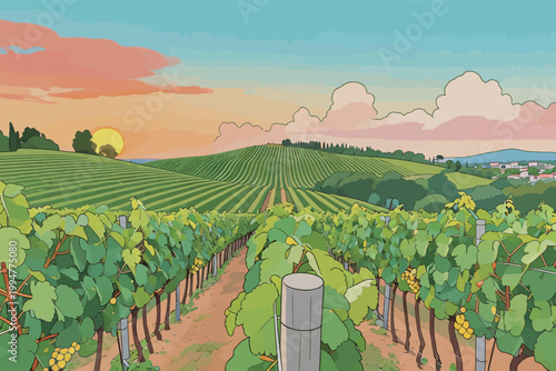 Sunset Over Rolling Vineyard Hills with Rows of Grapes