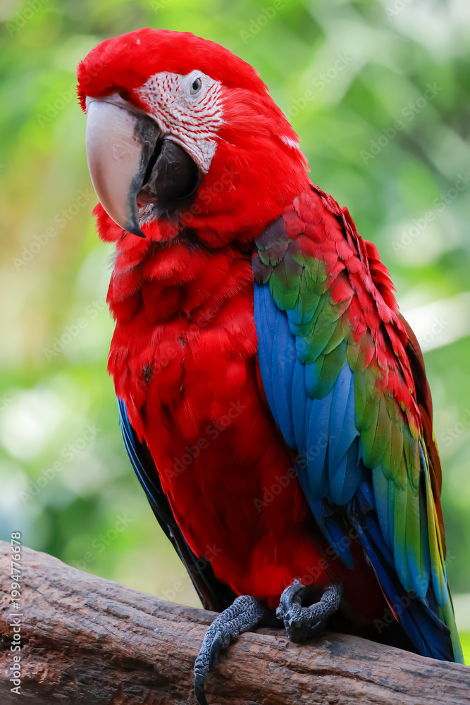 Fototapeta premium Close up head the red macaw parrot bird in garden